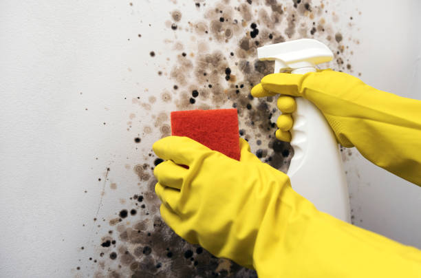 Attic Mold Removal in Highland Park, PA