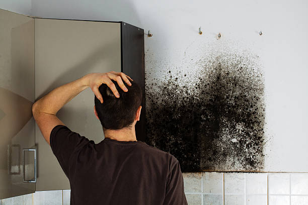 Best Attic Mold Removal  in Highland Rk, PA